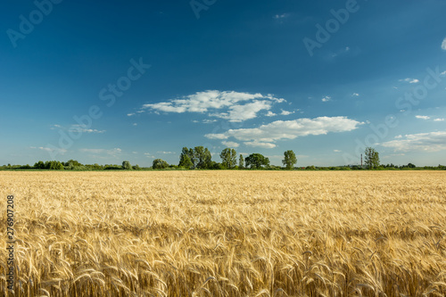 Field with cereal horizon and blue sky