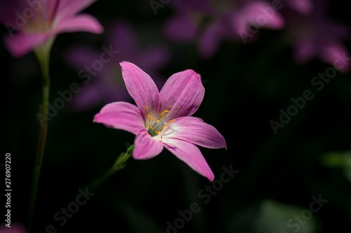 flower in garden