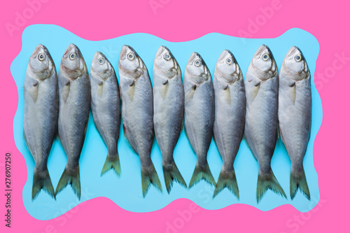 Black sea bluefish on pastel blue. Fish pattern with space for text. View from above. photo