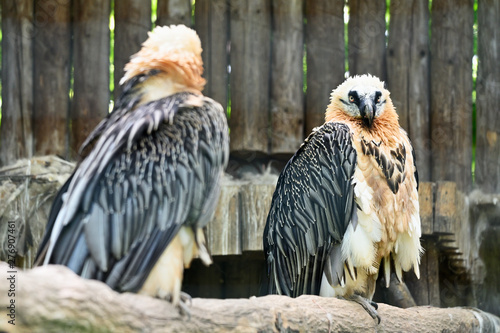 Gypaetus barbatus auteus - Bearded vulture sitting two on a branch in an aviary.