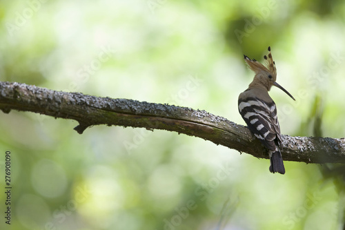 An adult Eurasian hoopoe (Upupa epops) perched in a forest on a branch ready to feed its young in Germany Brandenburg.