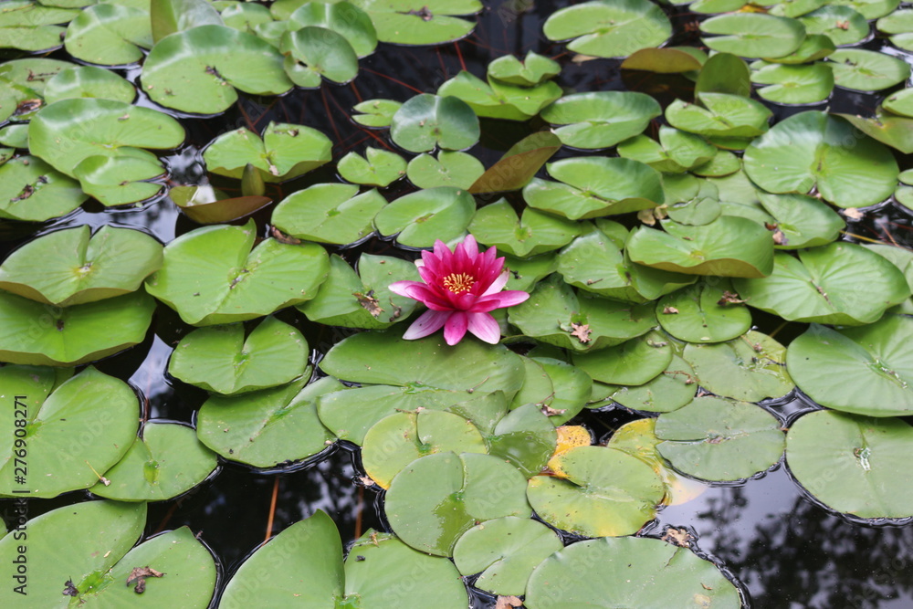 Water lily blooms in an artificial reservoir Water lily blooms in an artificial reservoir