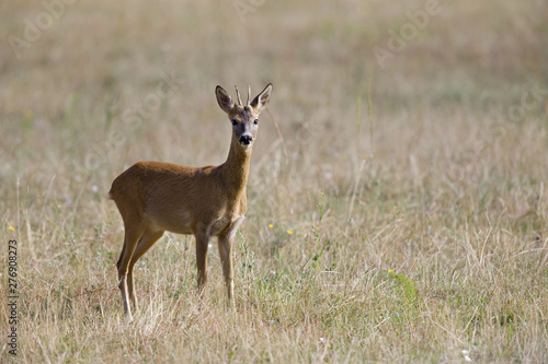 An European roe deer  Capreolus capreolus  standing in a grassfield looking curious