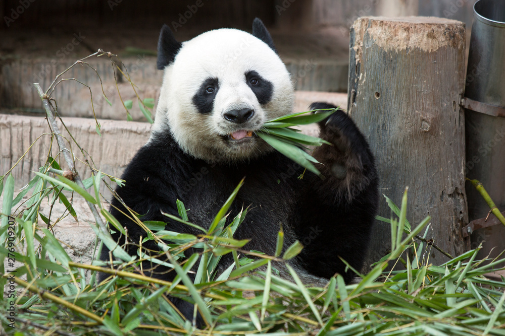 Obraz premium Giant Panda