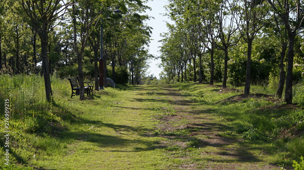 Obraz premium 숲 속 걷기 편한 길