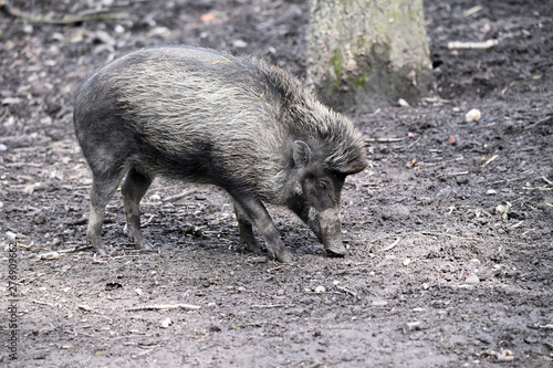 Adult pig on wet dirt.