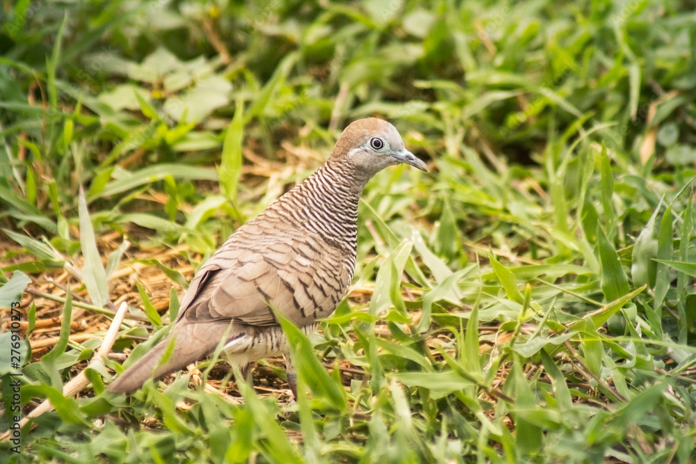 bird, nature, wildlife, animal, wild, grass, pigeon, dove, partridge, quail, birds, pheasant, beak, feather, feathers, brown bird, nature, wildlife, animal, wild, grass, pigeon, dove, partridge, quail, birds, pheasant, beak, feather, feathers, brown