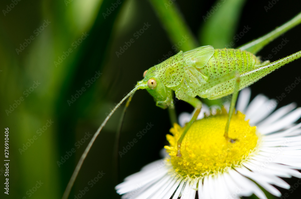 Fototapeta premium Green grashopper (Tettigonia viridissima) sitting on flower