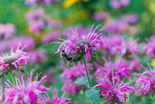 Pink monarda flower in a field with bees photo