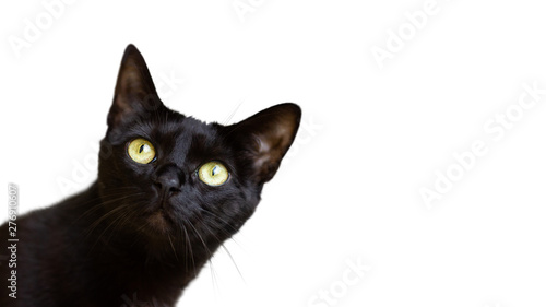Black cat cropped isolated on white background. Beutiful kitten looking left up with interest. Copy space