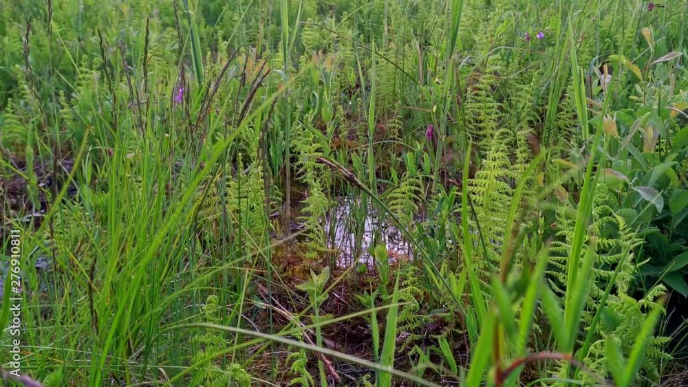 Still shot of ferns and reeds in the boggy area of Lake Kanieris in Kemeri National Park, Latvia. Still shot of ferns and reeds in the boggy area of Lake Kanieris in Kemeri National Park, Latvia.