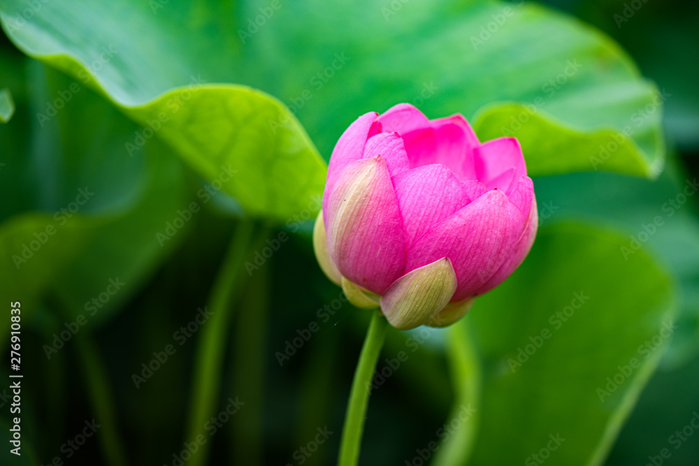 蓮の花 蓮の花