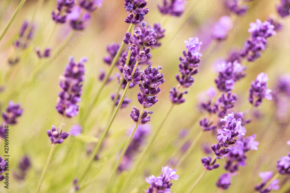 Obraz premium Close up Bushes of lavender purple aromatic flowers at lavender field in summer
