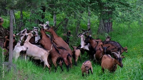 thoroughbred goats walking forest in slowmotion at the goats farm  photo