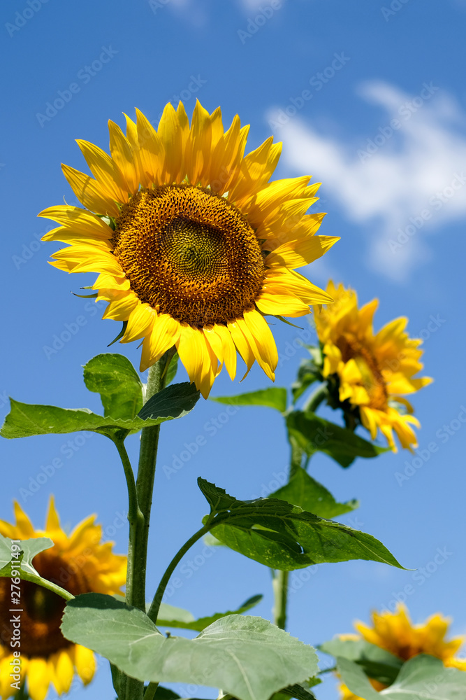 sunflowers and blue sky, backgrouds