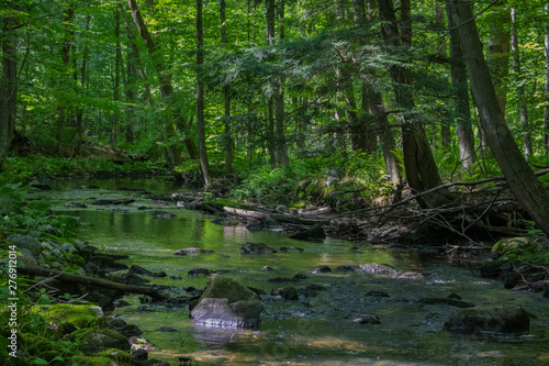 A running brook or creek in the woods in the summer