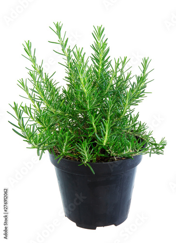 Isolated potted rosemary herbs