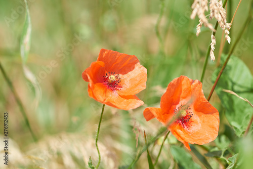 Close up of red poppy flowers. Selective focus. Plant background.