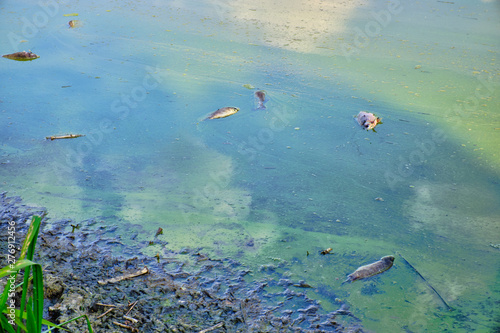 Dead fish in the waste lake of urban park. Environmental problems, environmental pollution. © Александр Кузьмин