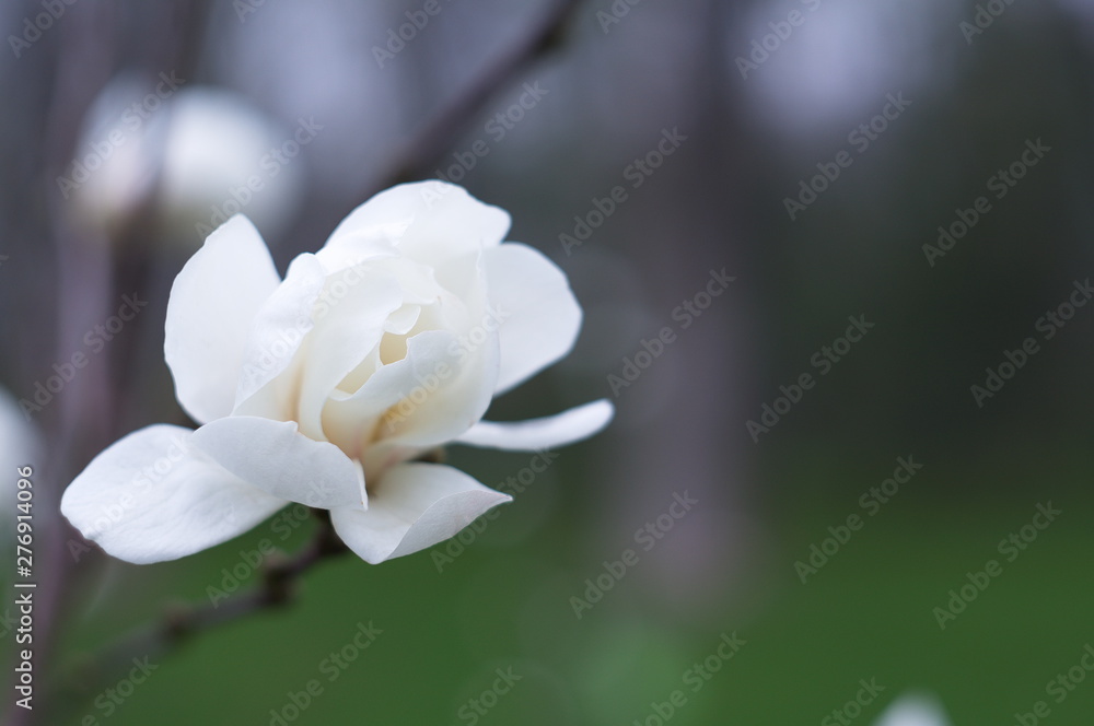 Blooming magnolia for screensaver or background. Nature. Blooming magnolia for screensaver or background. Nature.