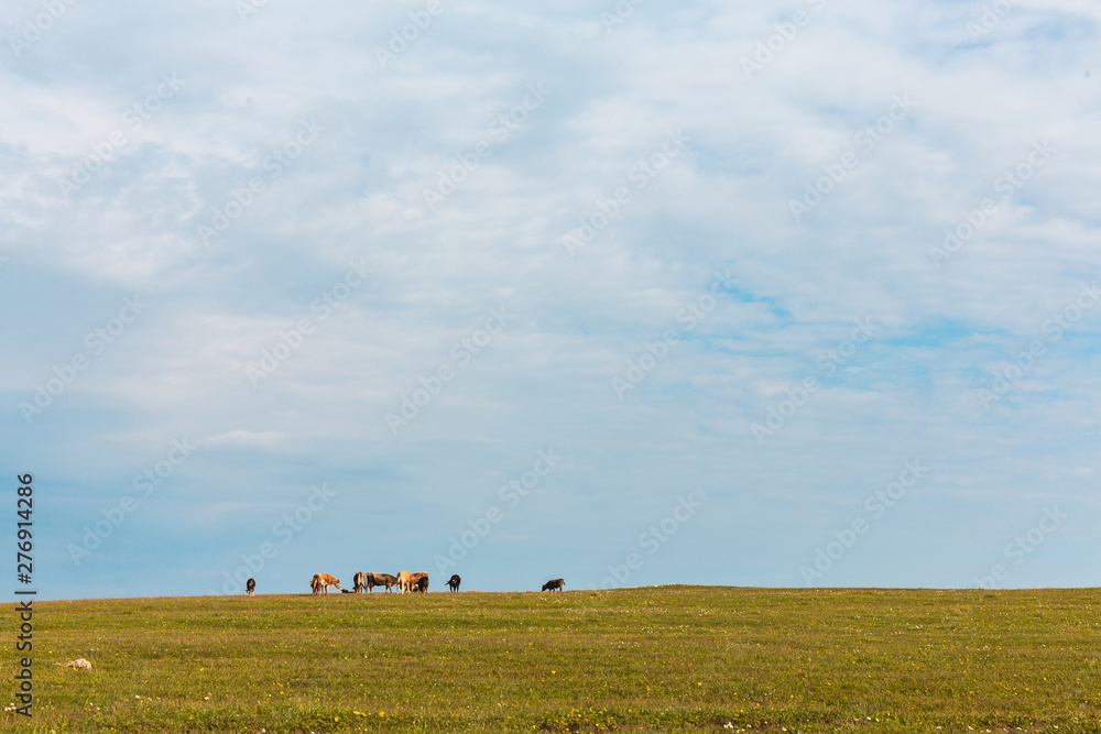 Cows graze in the green meadow Blue sky Farm