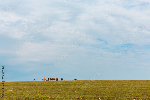 Cows graze in the green meadow Blue sky Farm © Amina