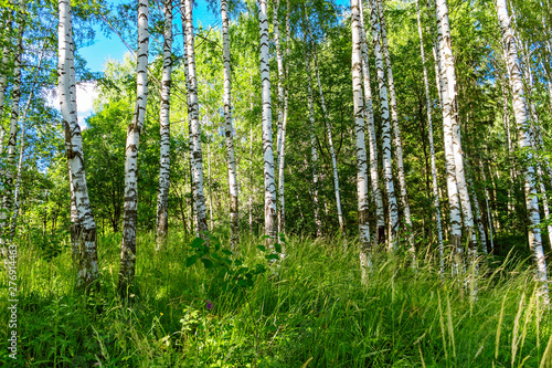 Fototapeta Naklejka Na Ścianę i Meble -  green birch forest on a sunny summer day
