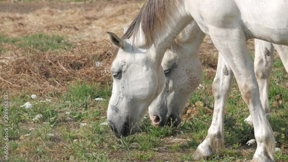 Two white horses grazing on grass on a hot summer day in Portugal Two white horses grazing on grass on a hot summer day in Portugal