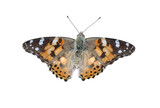 Painted Lady (Vanessa cardui), isolated on White background