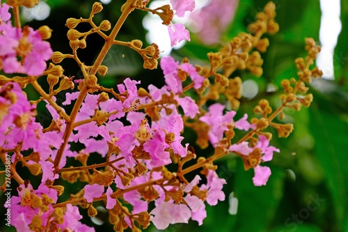 Close up of blooming Queen’s Crepe Myrtle (Pride of India) flowers. photo