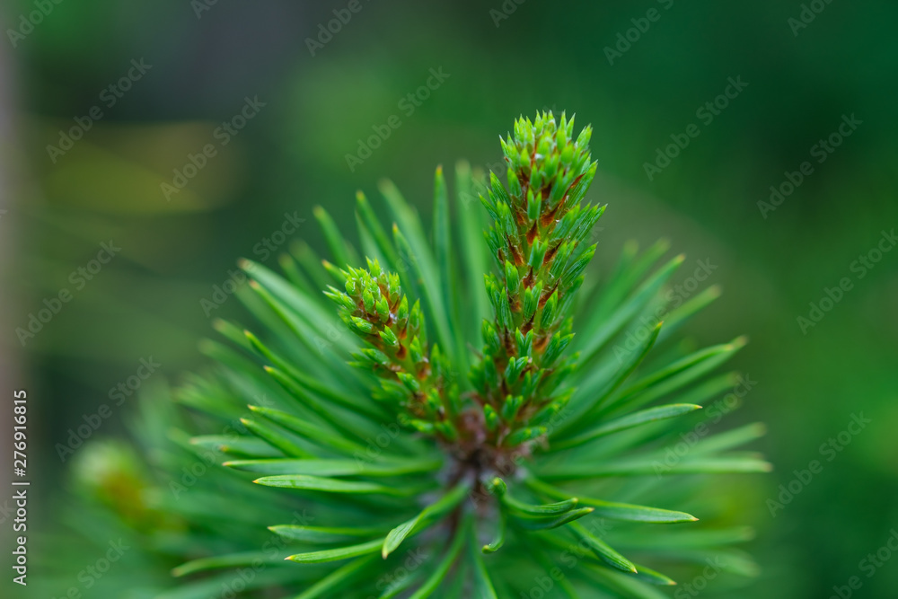 Spruce branch. Beautiful branch of spruce with needles. Green spruce. Spruce close up Spruce branch. Beautiful branch of spruce with needles. Green spruce. Spruce close up