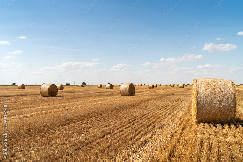 haystacks lie on a field harvesting on a farm