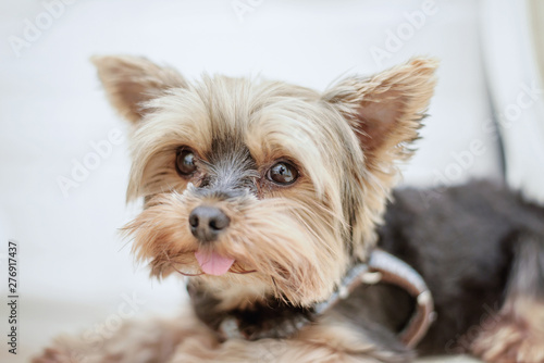 a yorkshire terrier dog is lying on the bed and looking at something