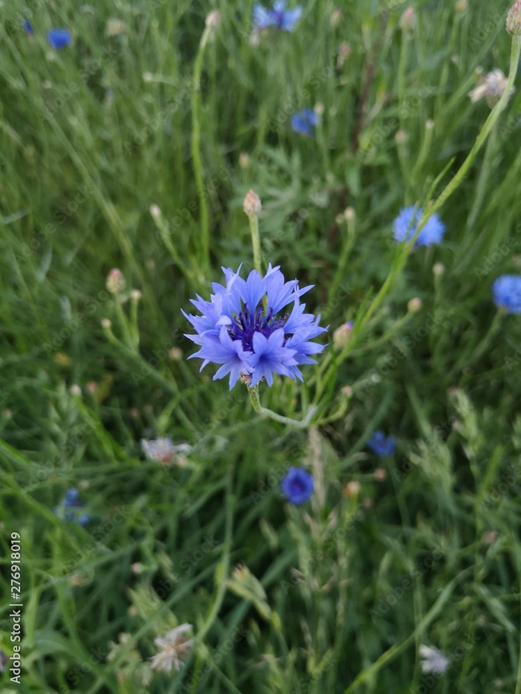 flowers on background of green grass