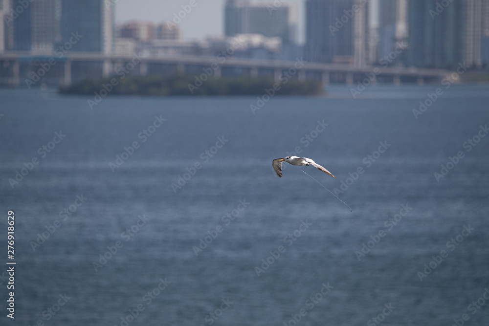 Bird line