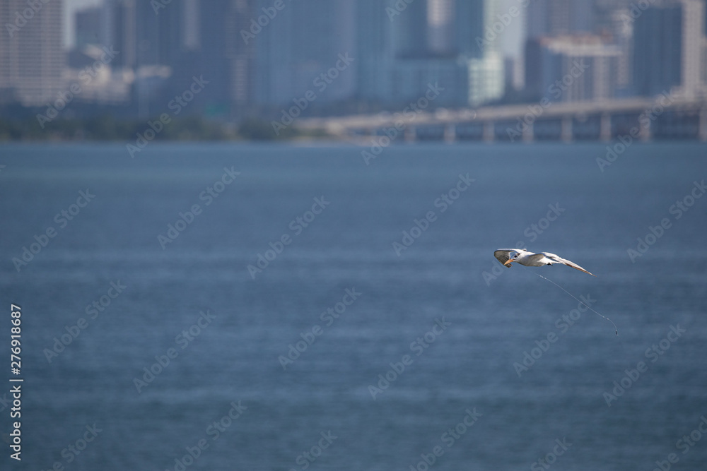 bird . line