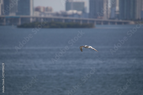 Bird line