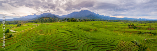 amazing orange rice fields with mountain line which is above the green and wide rice fields is taken using sunshine in the tropical weather when it will sunset in bengkulu, indonesia