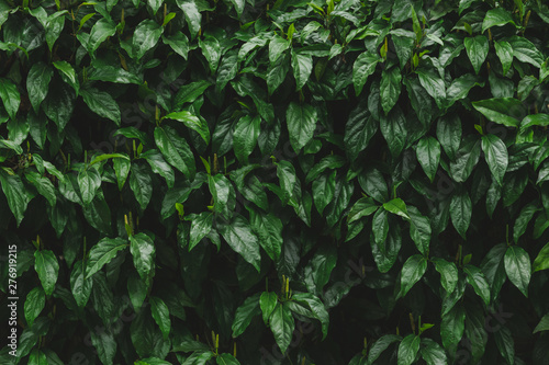Closeup green leaf of tree in nature with copy space on dark green background.