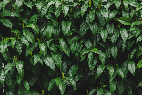 Closeup green leaf of tree in nature with copy space on dark green background.