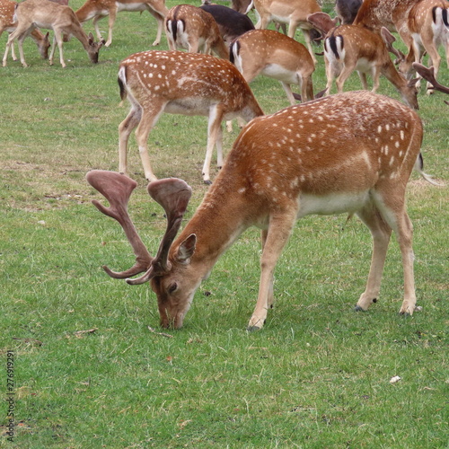 deer  fallow deer in the open air on a clearing in northern Germany