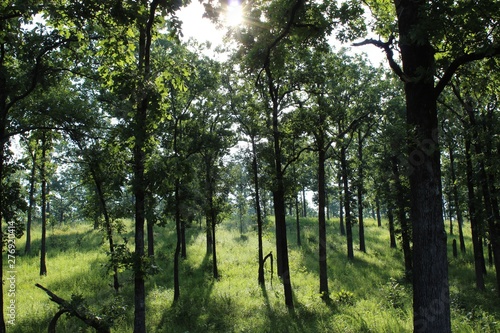 Wallpaper Mural trees in the forest Torontodigital.ca