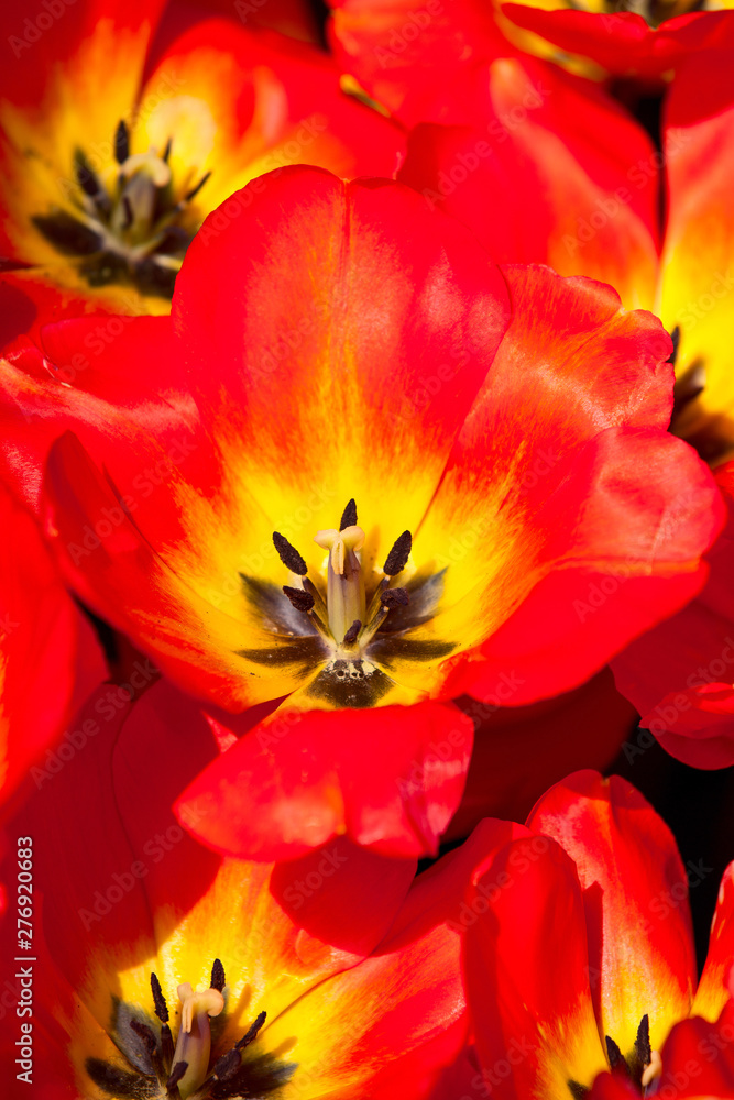 Tulip Detail