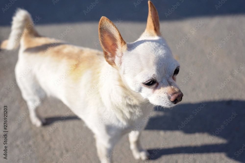 Small white chihuahua dog with brown ears