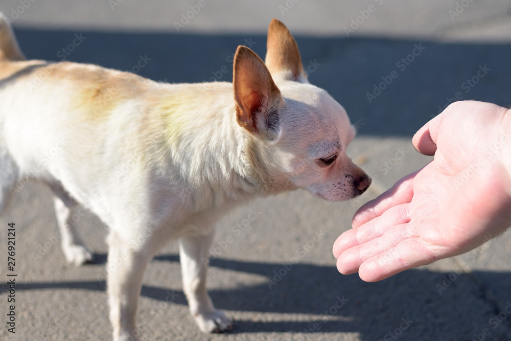 Small white chihuahua dog with brown ears