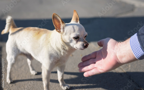 Fototapeta Naklejka Na Ścianę i Meble -  Small white chihuahua dog with brown ears