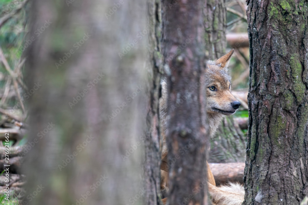 Eurasian wolf, Canis lupus lupus, spied through the pine trees during summer/spring.