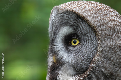 Great Grey Owl, Strix nebulosa, close up/portrait perched on green leaf trees looking front and sides during summer/spring. © Paul