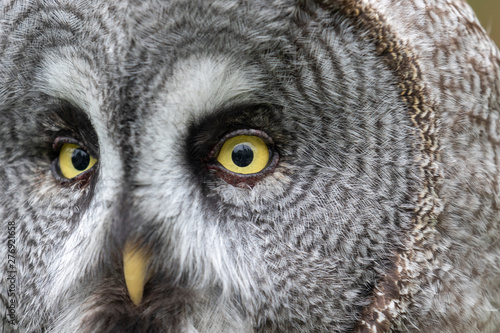 Great Grey Owl, Strix nebulosa, close up/portrait perched on green leaf trees looking front and sides during summer/spring.