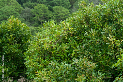 Avocado tree in Guatemala  Central America  green economy  export crop  harvest 2019.